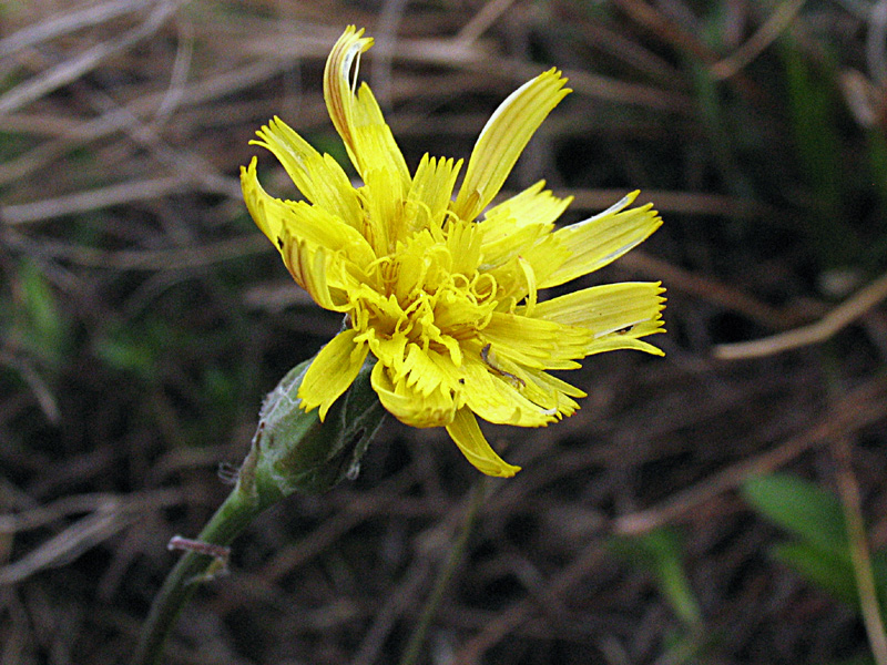 Scorzonera austriaca Willd. / Scorzonara barbuta